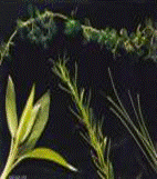 image of sage, rosemary, thyme and chives